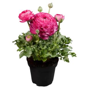进口花毛茛洋牡丹盆栽重瓣种球根花苗种子室内外四季播种开花植物