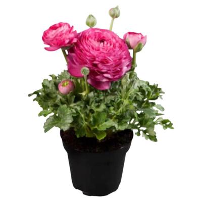进口花毛茛洋牡丹盆栽重瓣种球根