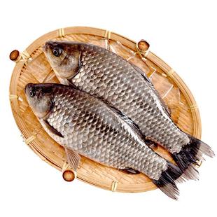 微山湖土鲫鱼新鲜孕妇下奶月子炖汤补钙活鱼现杀03斤冷链真空包邮