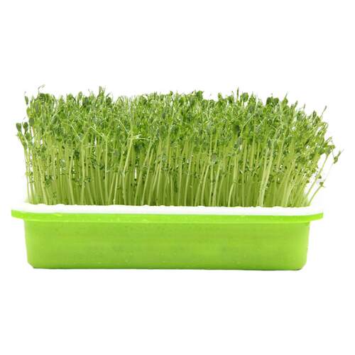 豆芽发芽盆豌豆种植芽菜豆苗芽苗菜育苗托盘无土栽培水培蔬菜设备