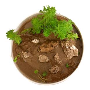 辣椒蟹专用缸狐尾藻养蟹套餐无需换水自我净化水陆缸辣椒蟹专用沙