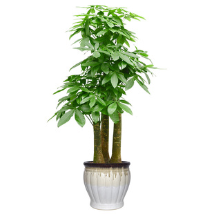 金叶子三株步步高发财树三杆招财树大型室内绿植乔迁开业送礼盆栽