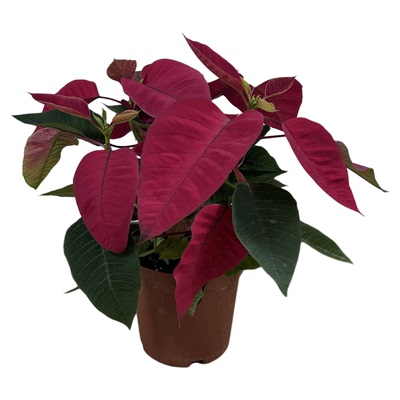 一品红圣诞红围花室内绿植