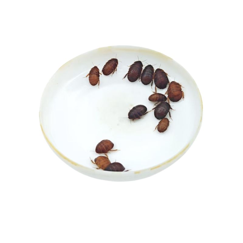 土元土鳖守宫蜥蜴螳螂蝎子蜘蛛食物画眉八哥鸟食龙鱼虫子活体饲料