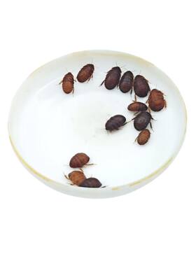 活体守宫鬃狮蜥饲料助蜕皮发色