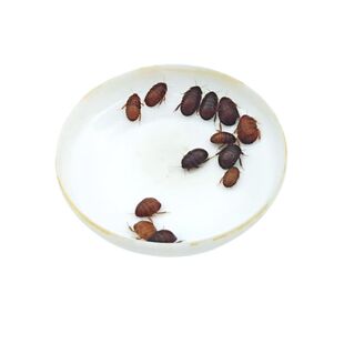 土元土鳖守宫蜥蜴螳螂蝎子蜘蛛食物画眉八哥鸟食龙鱼虫子活体饲料