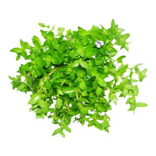 古法养鱼专用水草造景材料套餐净化水质水芙蓉葫芦鱼缸里的真植物