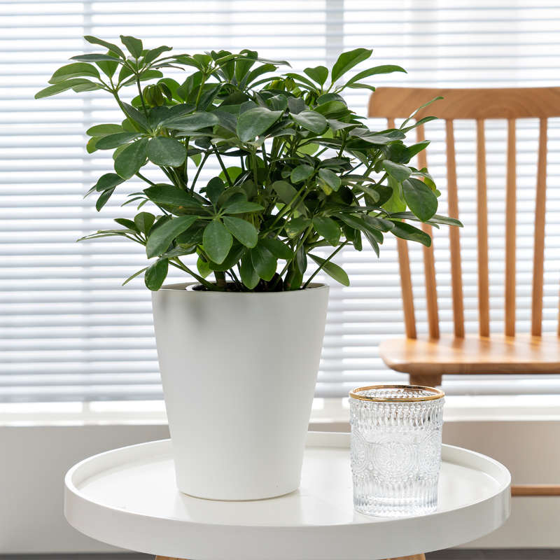 加厚树脂桌面黑色花盆创意方形白色小号懒人盆自动吸水无孔不漏水