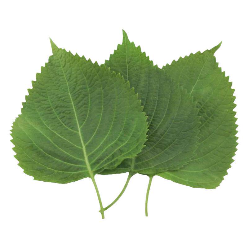 新鲜苏子叶农家 菜日式料理绿色蔬菜紫苏菜叶韩国烤肉叶约50片/份