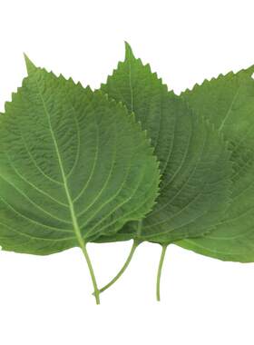 新鲜苏子叶农家 菜日式料理绿色蔬菜紫苏菜叶韩国烤肉叶约50片/份
