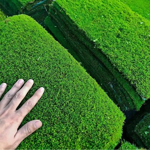 短绒苔藓苔藓花盆用专用苔藓打造苔藓微景观苔藓微景观生态瓶