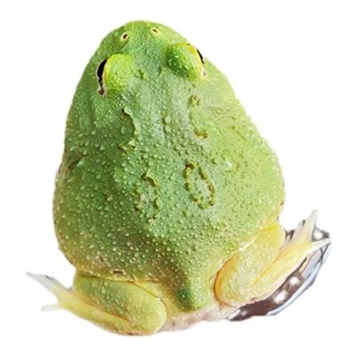 角蛙活体青蛙蝌蚪淡水