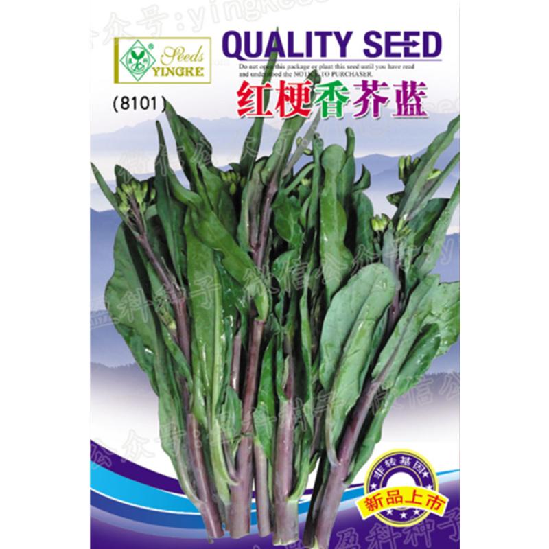 红梗香芥兰种子潮汕紫芥蓝菜种籽农家菜园青菜籽春秋四季蔬菜种孑