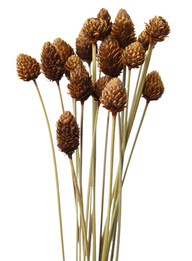 南美进口松球花干花插花拍摄道具