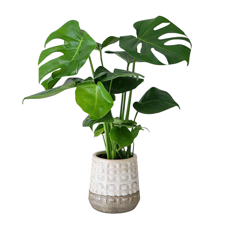 龟背竹植物室内客厅阳台绿植好养