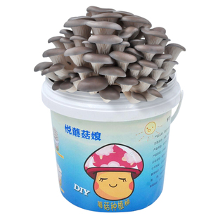 菇婆婆白平菇食用菌种蘑菇菌种包阳台趣味种植家庭蘑菇种植菌包