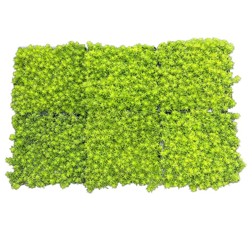 佛甲草玉龙草日本矮麦冬草耐寒庭草坪/观赏草