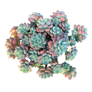 罗琦劳尔 云南清棚多肉植物大棵木质化老桩整桩群生新手练手好养