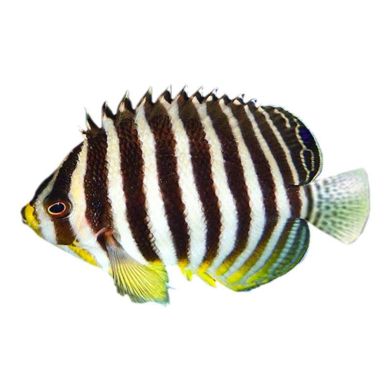 火焰仙柠檬批橙批十一间火背麒麟多彩黄肚仙海水观赏鱼检疫秒颗粒