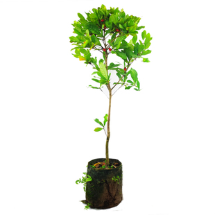 四季神秘果树苗神奇果当年开花结果变味果变甜苗盆栽水果