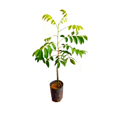 橄榄果树苗嫁接苗多果