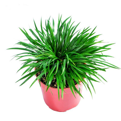 微型盆景菖蒲黄金姬虎须水培植物盆栽绿植兰花办公室吸甲醛防辐射