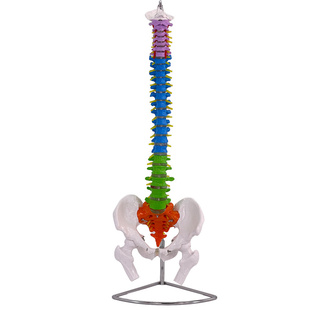医学人体脊柱模型人体骨骼大脊椎成人1:1带颈椎胸椎尾椎椎骨骨盆