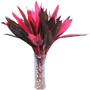 带根鸿运竹紫竹鸿运当头室内大叶水培绿植红朱蕉简单好养净化空气