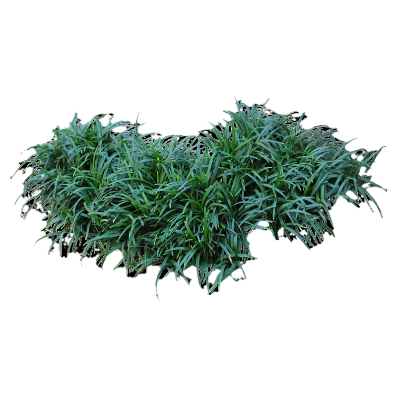 日本矮麦冬草玉龙草庭院草皮真草