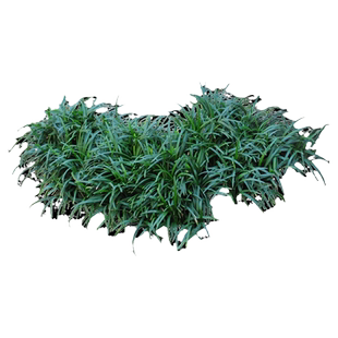 日本矮麦冬草玉龙草庭院绿化耐寒草坪草皮真草细长叶金边麦冬草苗