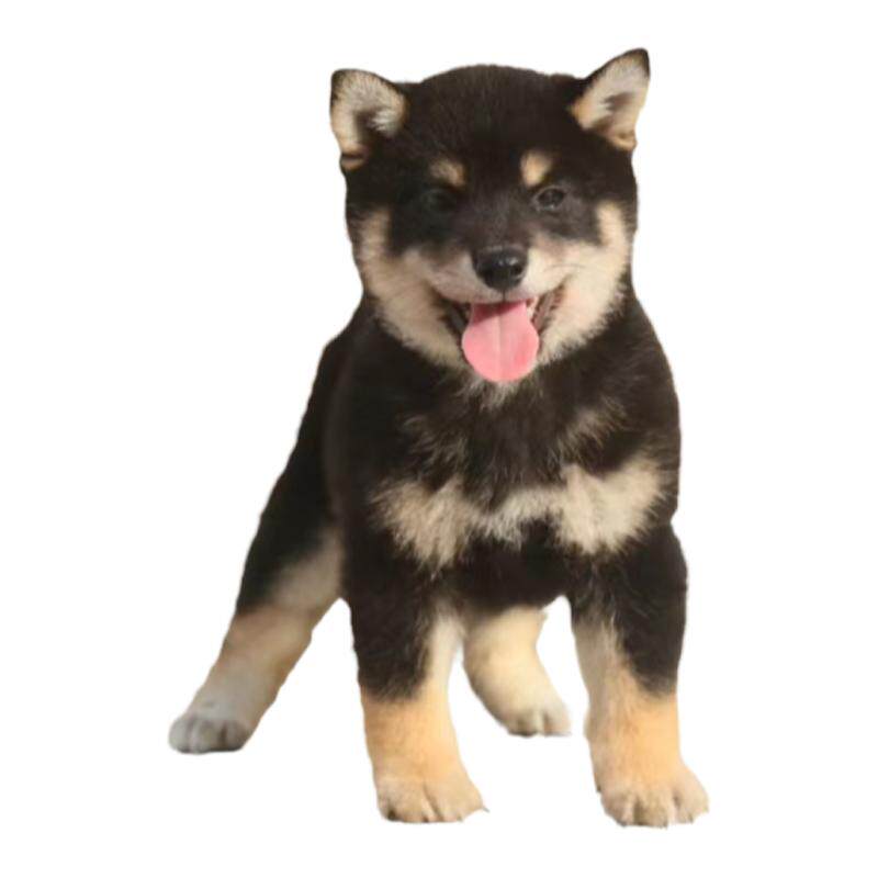 黑柴幼犬纯种双血统柴