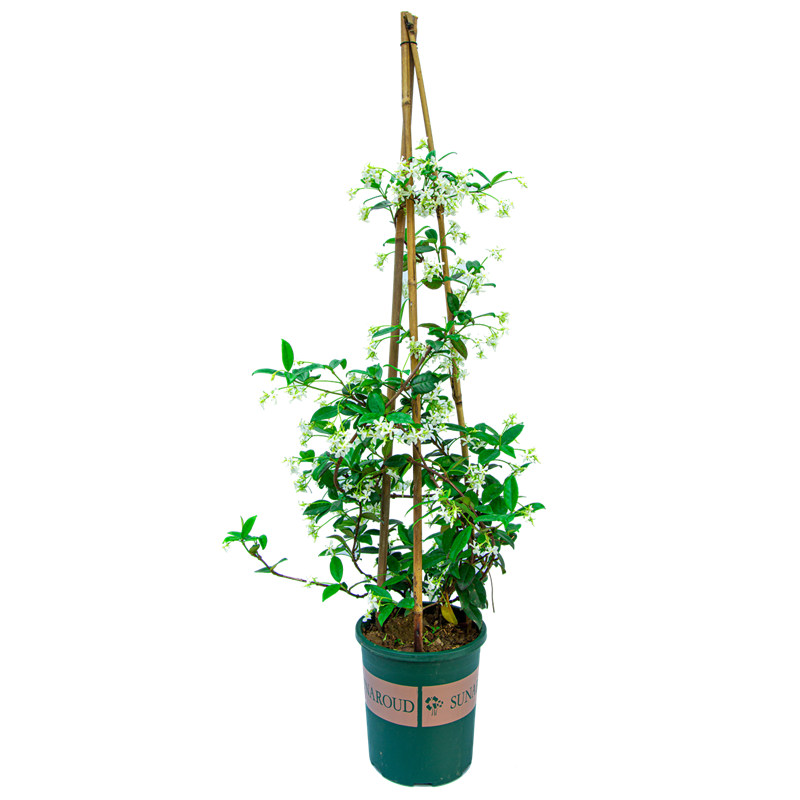 庭院爬藤植物风车茉莉阳台盆栽