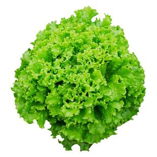 适合冬天种的菜苗大全四季种各种冬季蔬菜苗易活带土广东当季秧苗