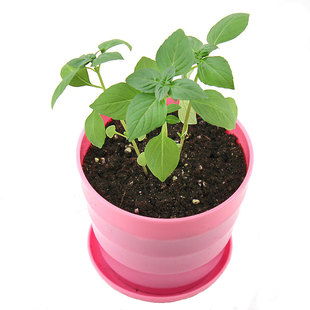 可食用九层塔苗大叶甜罗勒种子四季金不换种籽孑叶薄荷紫香草盆栽