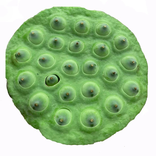 洪湖莲蓬新鲜太空莲蓬现摘现发水生蔬菜莲子带壳老莲蓬水果莲蓬