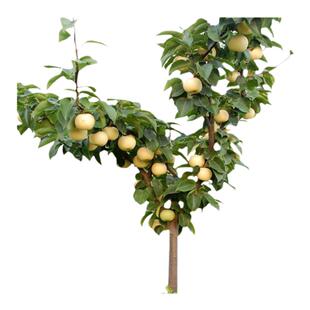 嫁接梨树果苗秋月梨砀山梨树特大庭院果树南方北方种植当年结果