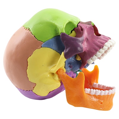 医学可拆分卸17部件1：2彩色头骨