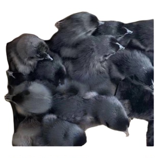 纯种五黑鸡活苗纯种乌骨鸡脱温苗鸡活苗幼苗五黑一绿壳蛋鸡小鸡苗