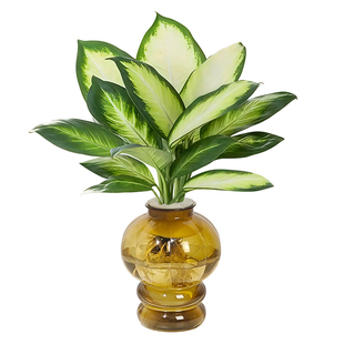 【灵犀物造】水培植物玛丽安万年青30-35cm室内好养桌面摆放绿植