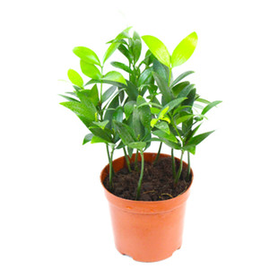 竹柏盆栽室内客厅四季常青清香木本植物净化空气吸甲醛驱蚊虫花草