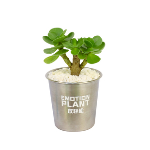 入植金钱木多肉植物办公室桌面创意迷你摆件小花盆栽带盆礼物礼品