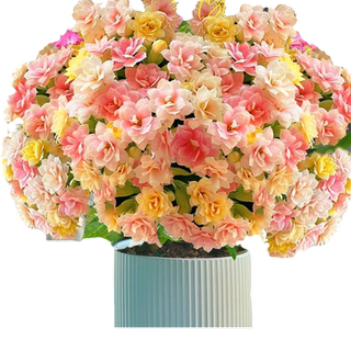长寿花盆栽四季好养开花重瓣变色龙大花带花苞花苗室内花卉绿植物