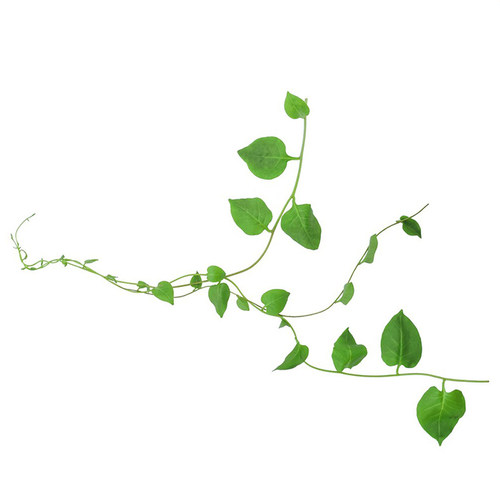 爬山虎爬藤植物四季三叶五叶爬山虎树苗不落叶花卉庭院室外爬墙虎