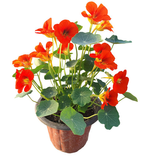 旱金莲 旱荷花 盆栽 春秋冬开花  阳台植物 多年生 容易养 庭院