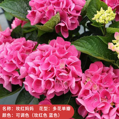 绣球花苗盆栽室内阳台庭院植物四季开花卉无尽夏带花苞耐寒老桩秀