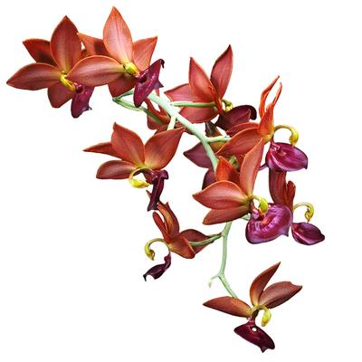 番茄雅韵堂天鹅兰浓香