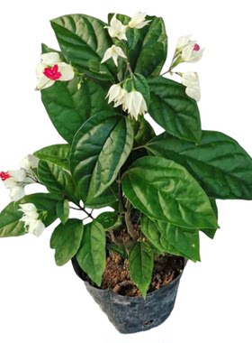 九龙吐珠花苗当年开花