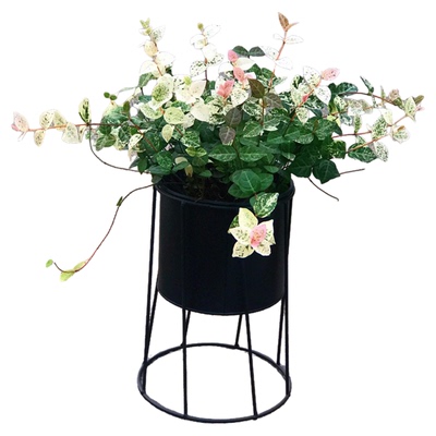 花叶络石盆栽庭院彩叶黄金络石