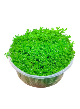 日本高珍珠水草植物生态鱼缸造景
