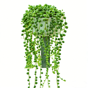 佛珠情人泪吊篮 云南基地包邮带盆发货 悬挂垂吊室内多肉植物